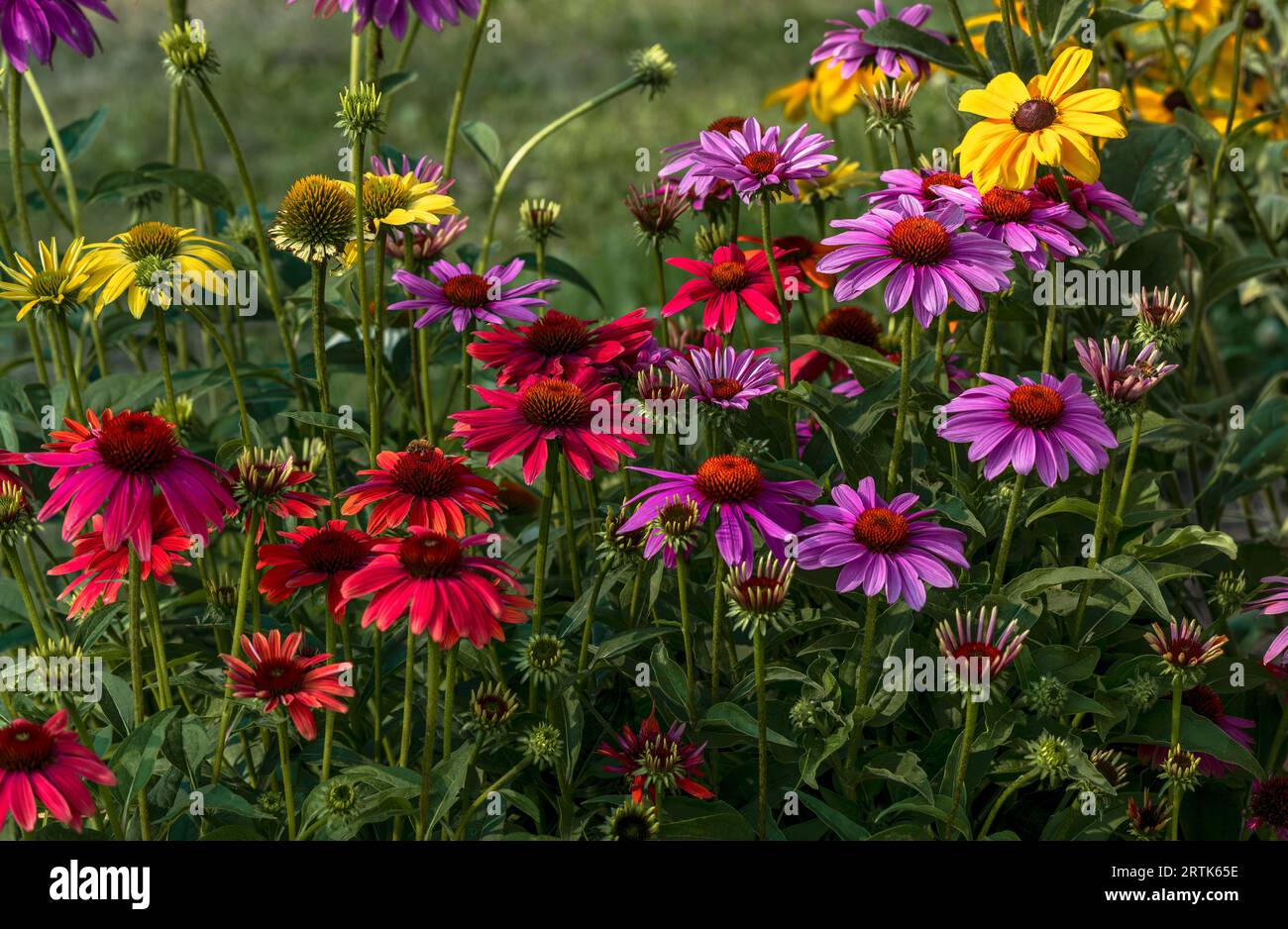 A colorful patch of Echinacea flowers in various stages of bloom in a