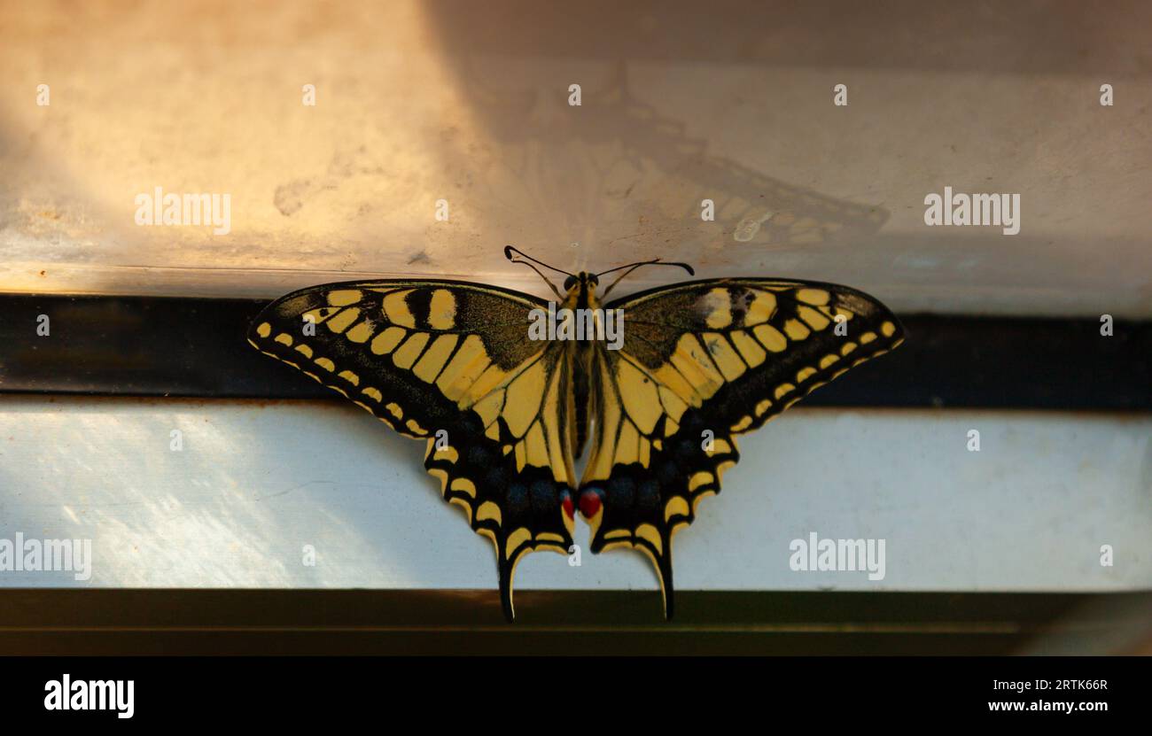 Close-up of black and yellow coloured Swallowtail butterfly. Or called Papilio machaon syriacus. Stock Photo