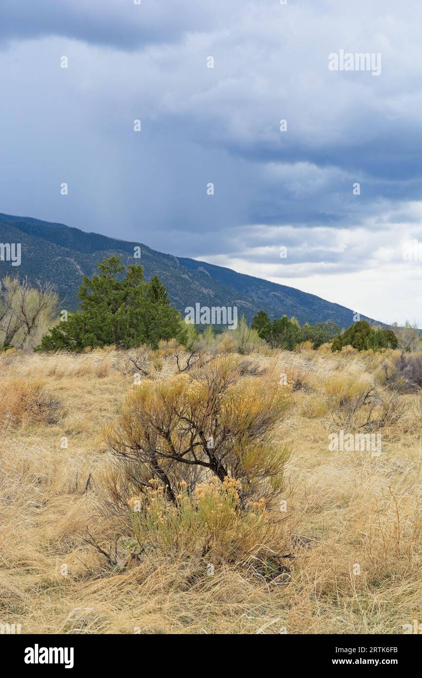 Greasewood bush in grasslands at foothills of Sangre de Cristo Mountains in springtime Stock Photo