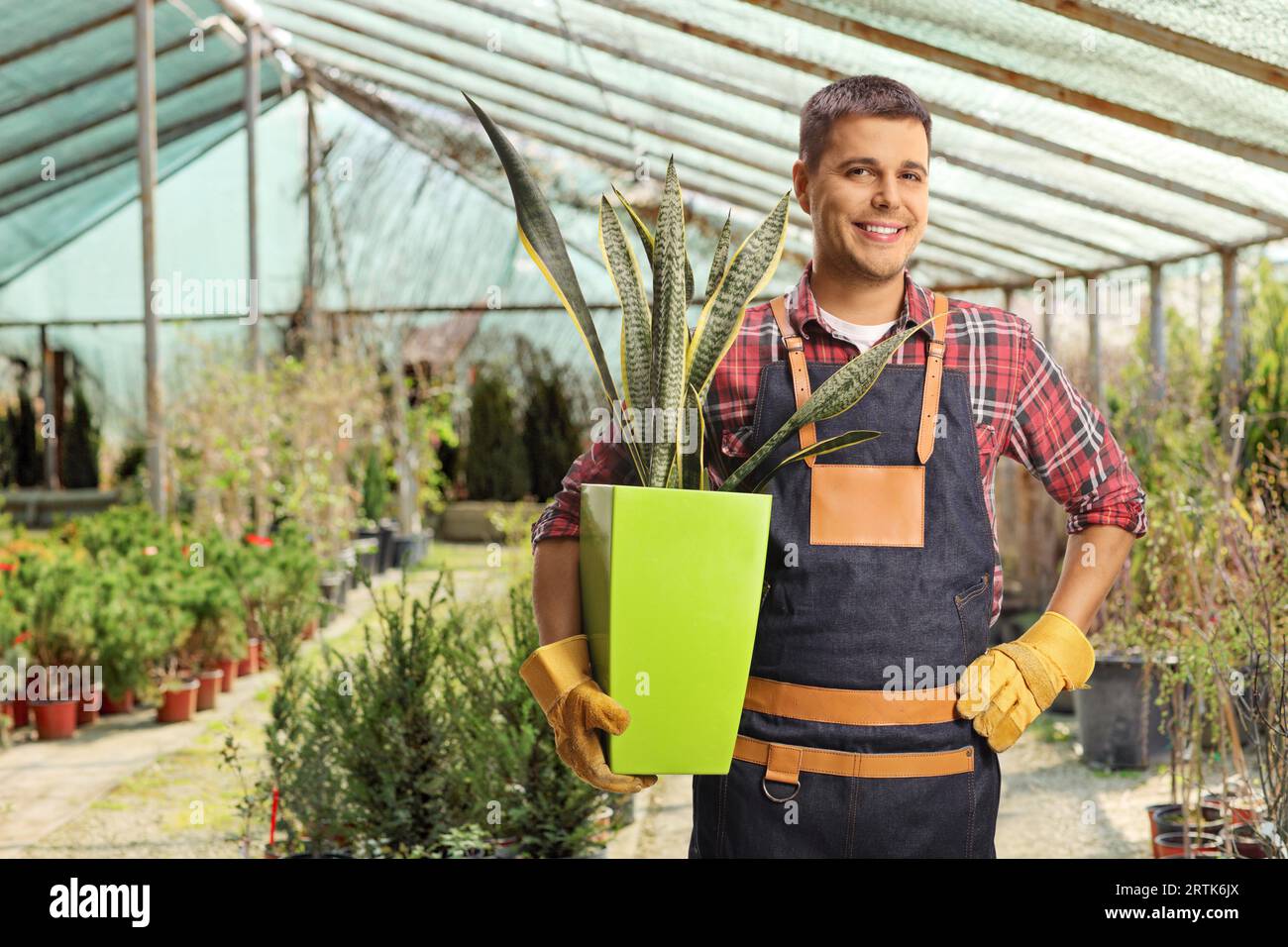 Plant grower holding a dracaena trifasciata plant at a greenhouse Stock Photo