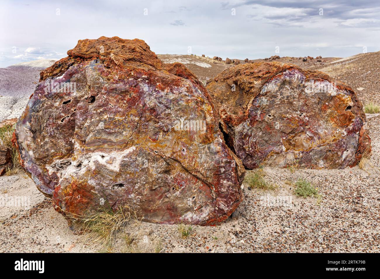 Petrified wood dates to the Late Triassic Period, around 225 million years ago. Crystal Forest