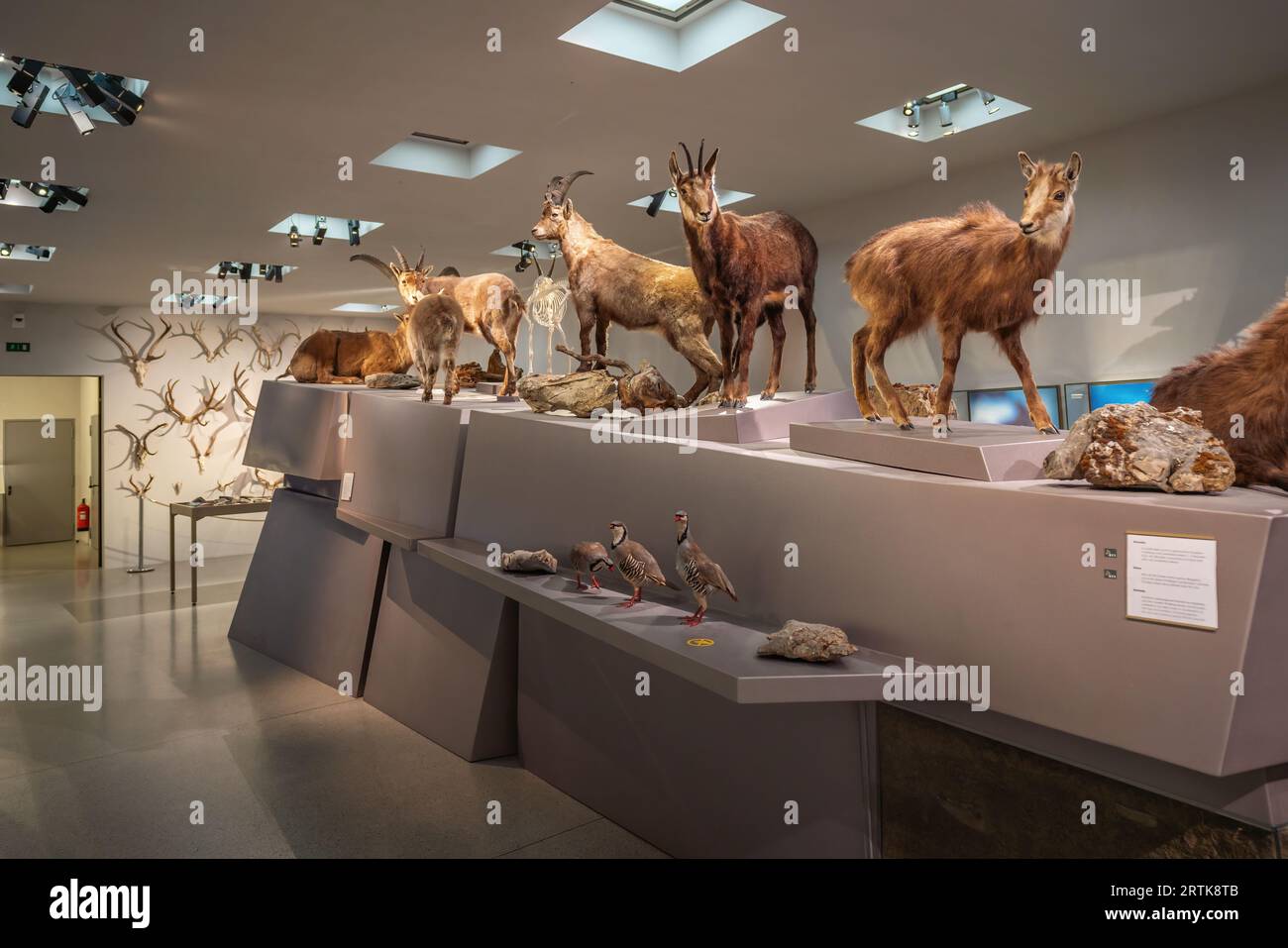 Nature area - Animals of Liechtenstein at Liechtenstein National Museum - Vaduz, Liechtenstein Stock Photo