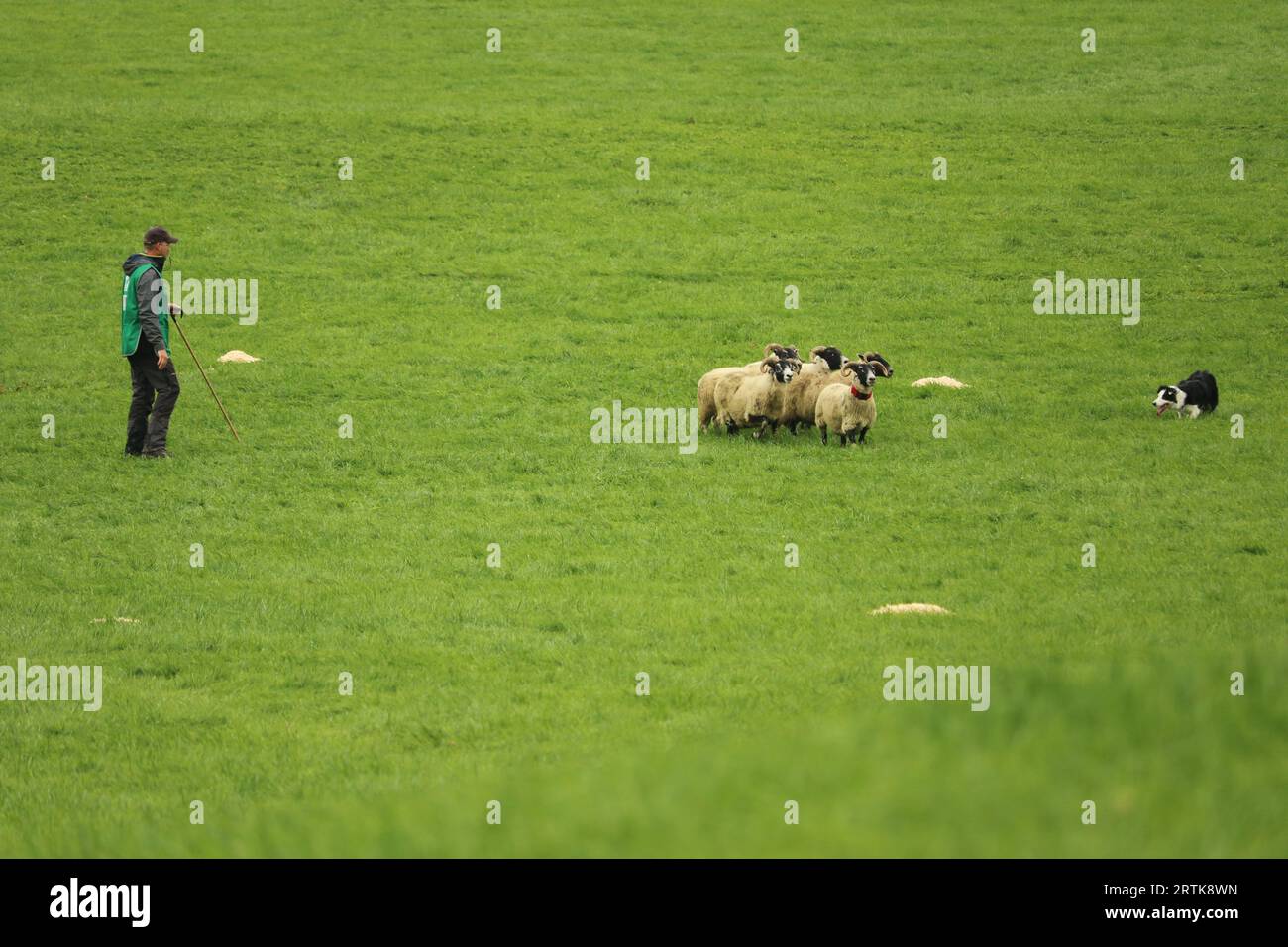 Jean-Remi Lesurques and Dog Fan work together to shed (or split) two of the sheep off the group at the World Sheep Dog Trials 2023 Stock Photo
