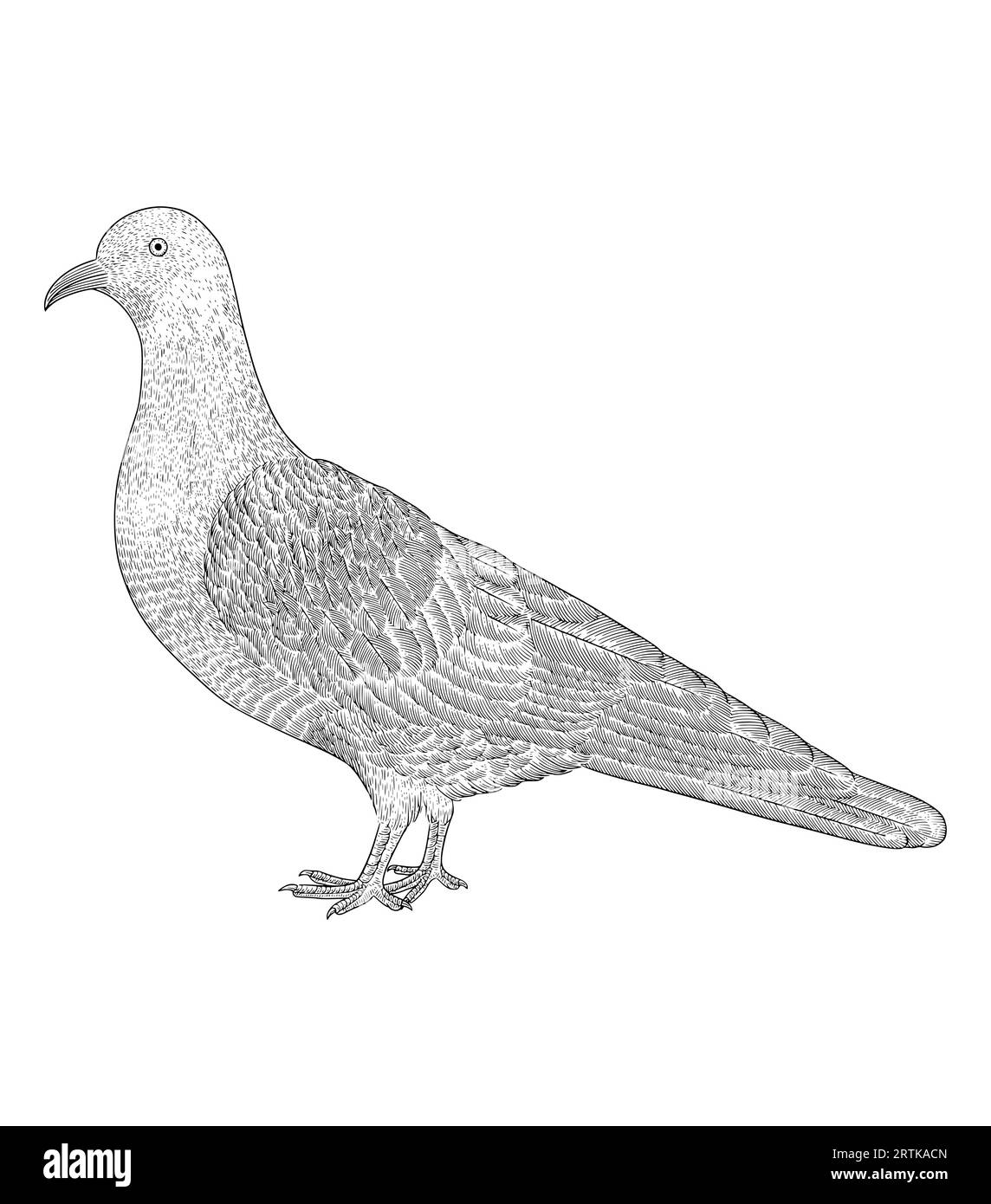 Pigeon Pencil Drawing Zip Pouch by Les Classics - Pixels