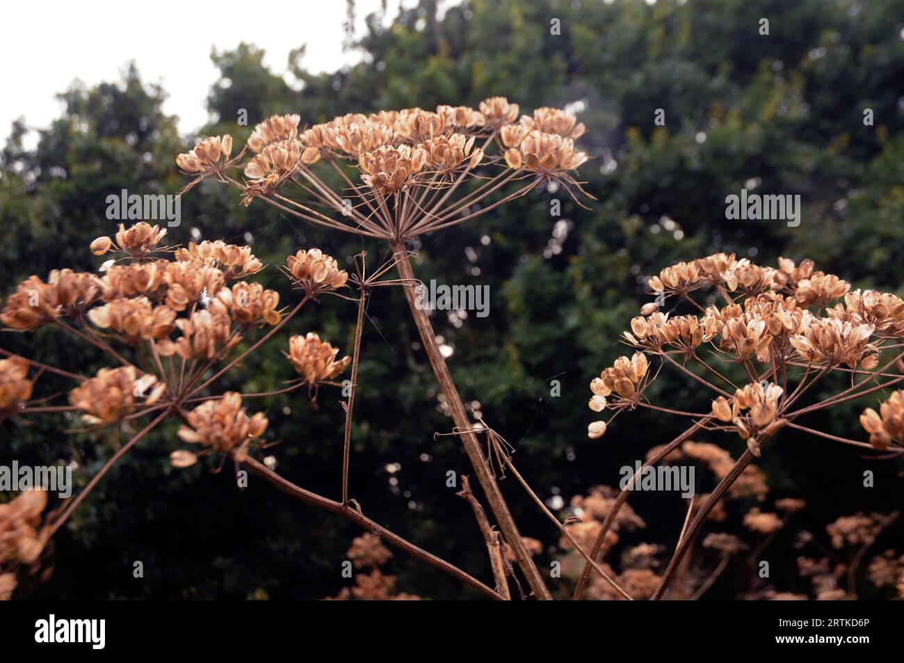 ENGLAND COASTAL PATH, GIANT HOGWEED, FAREHAM CREEK, FAREHAM, HANTS. PIC