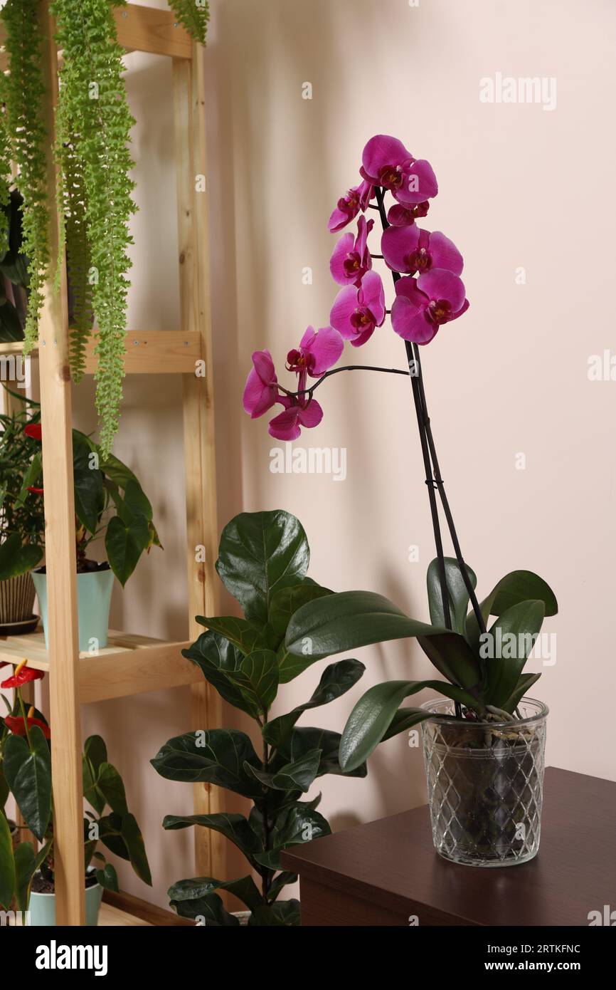 Beautiful houseplants in pots indoors. House decor Stock Photo