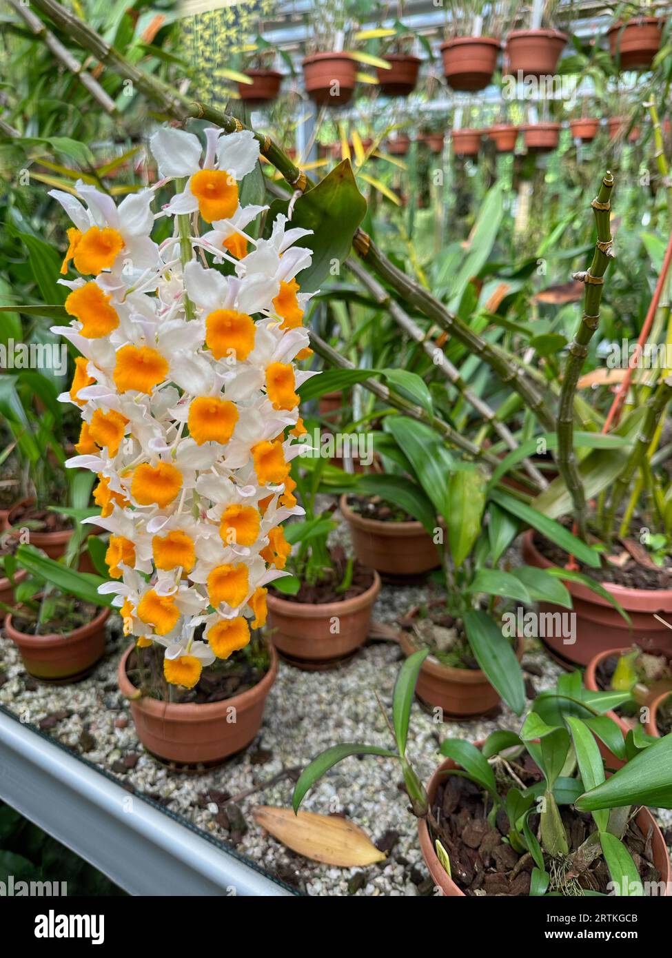Potted Dendrobium orchid and other plants growing in botanical garden Stock Photo