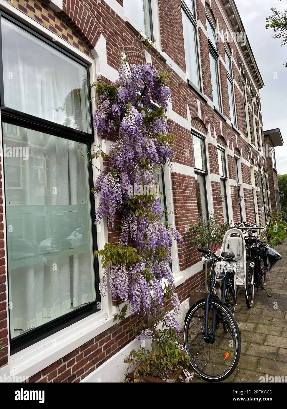 Beautiful aromatic wisteria vine growing on building outdoors Stock Photo