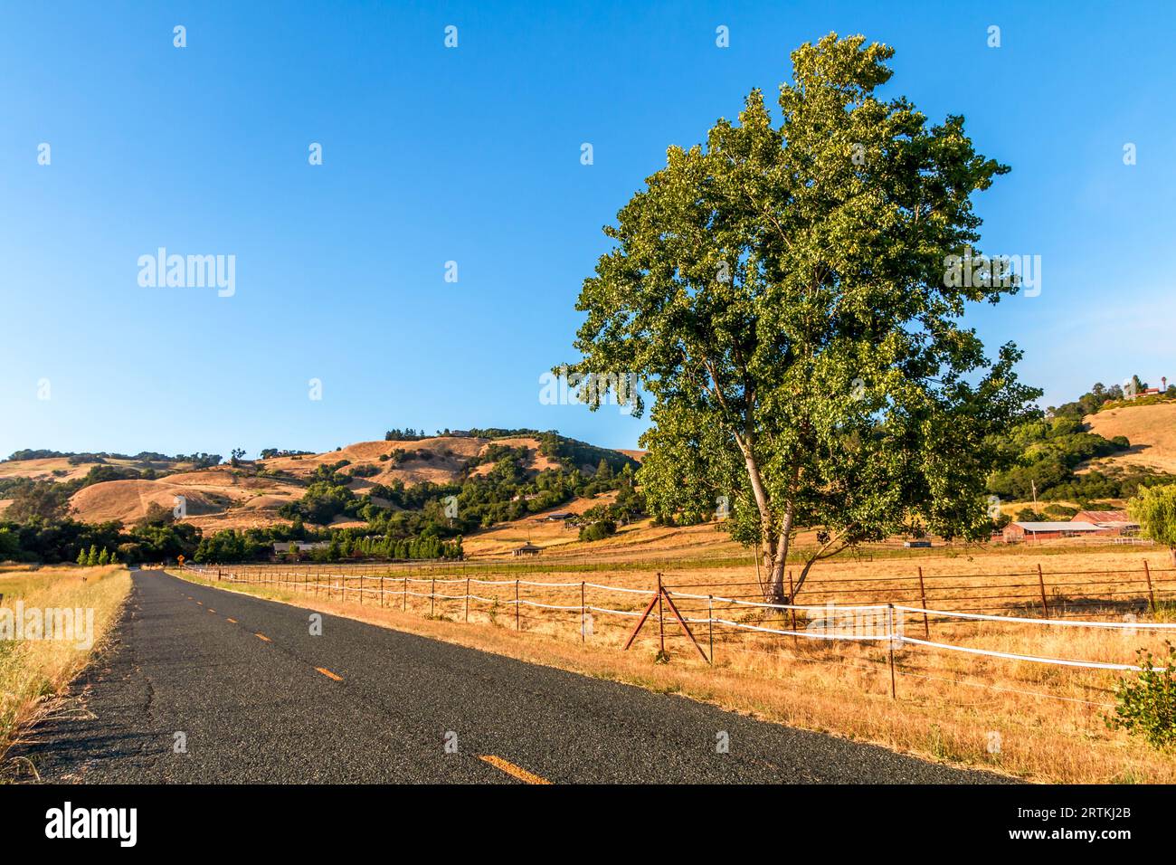 A large tree is growing on the side of a road. The road with a yellow strip is running diagonally and off into the distance. Hills and trees are in th Stock Photo