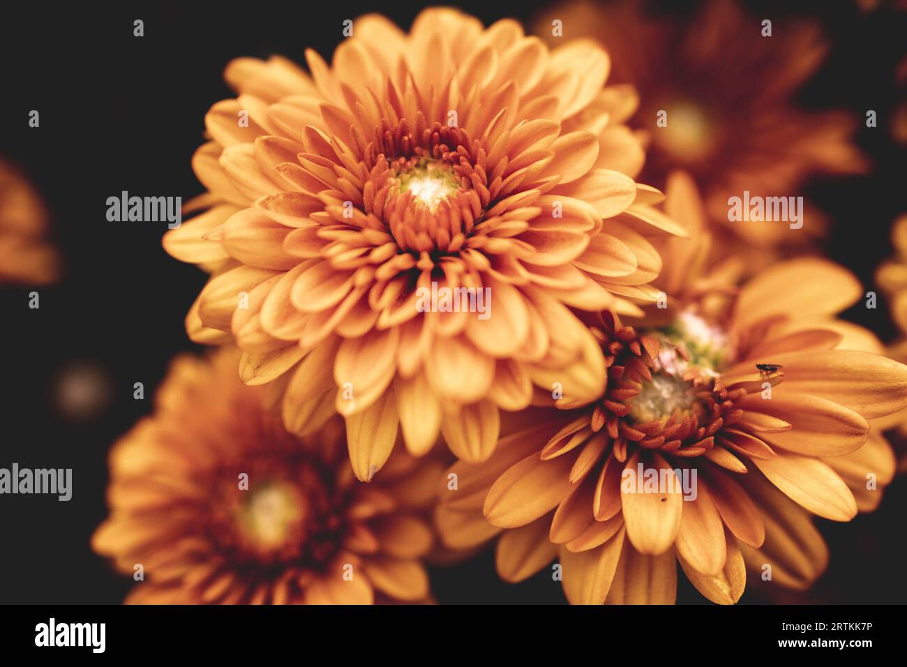 A collection of orange mums from our garden against a black background. Lots of autumn sensations and colors Stock Photo