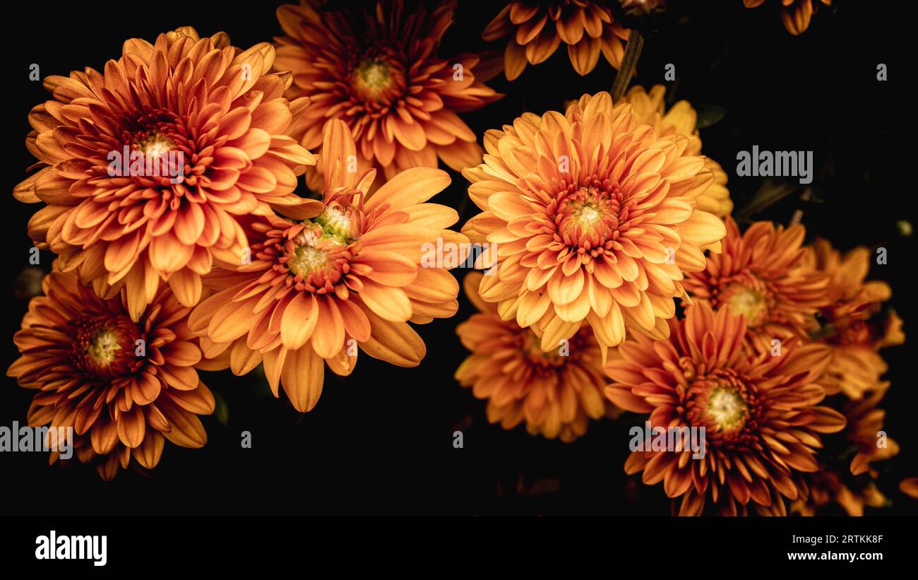 A collection of orange mums from our garden against a black background. Lots of autumn sensations and colors Stock Photo