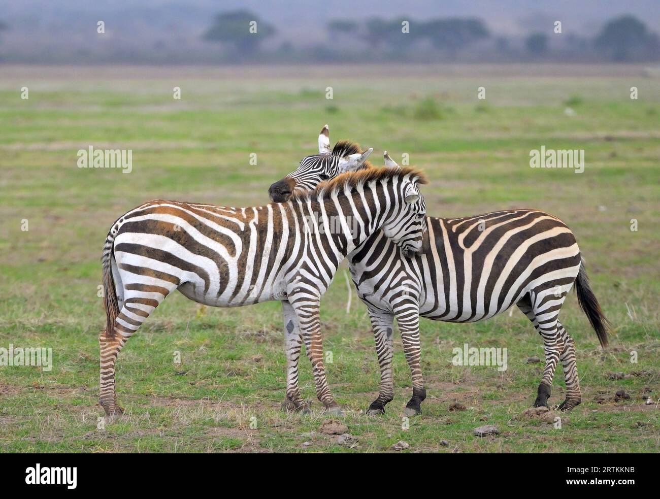 Two hugging Zebras at Amboseli National Park, Kenya Tanzania border KE Stock Photo