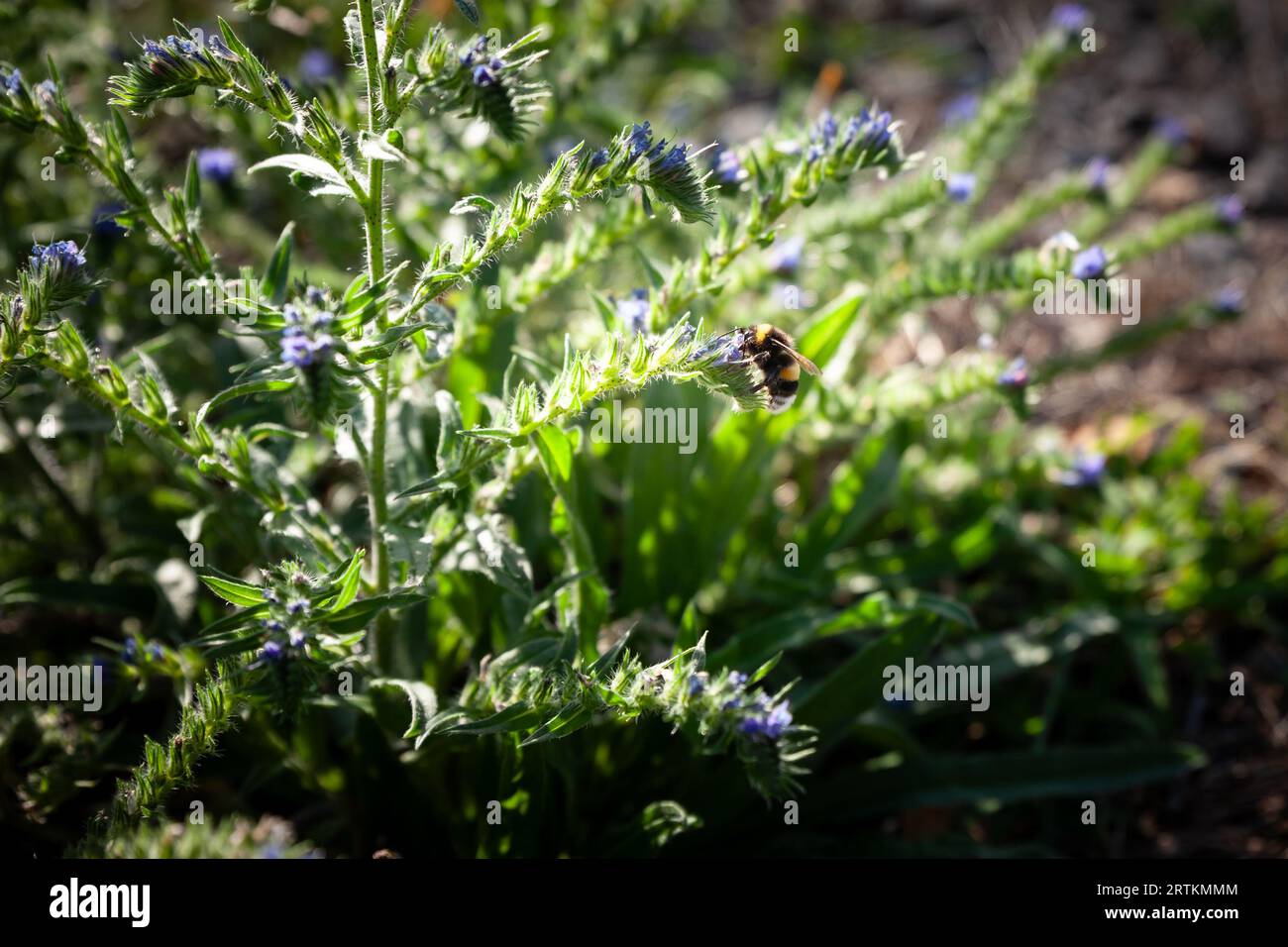 Picture of a umblebee foraging a group of flowers in summer. A bumblebee is any of over 250 species in the genus Bombus, part of Apidae, one of the be Stock Photo