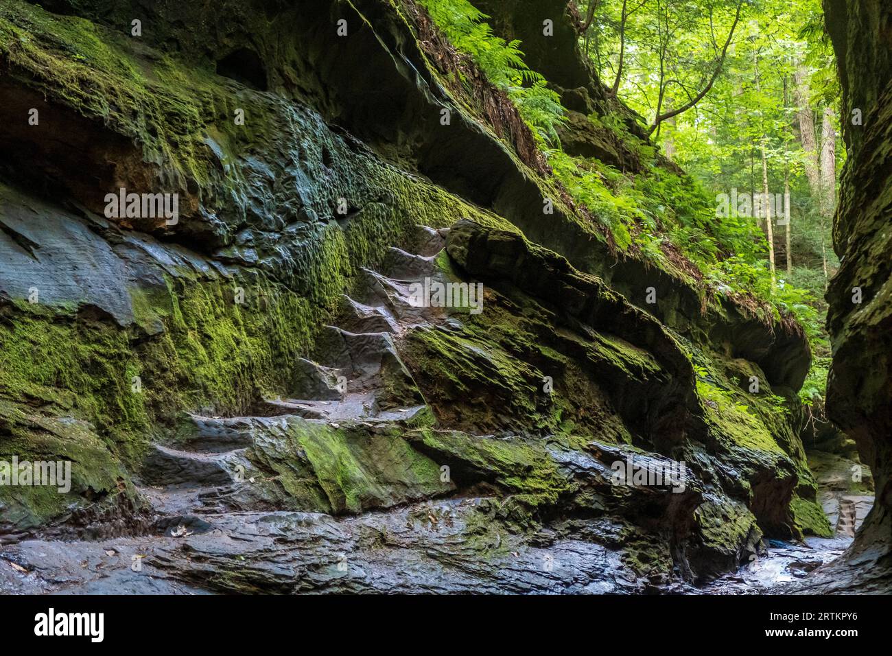 Stone steps carved into the Rocky - Stone Steps Carved Into The Rocky Hollow Gorge Turkey Run State Park Indiana Usa 2RTKPY6 