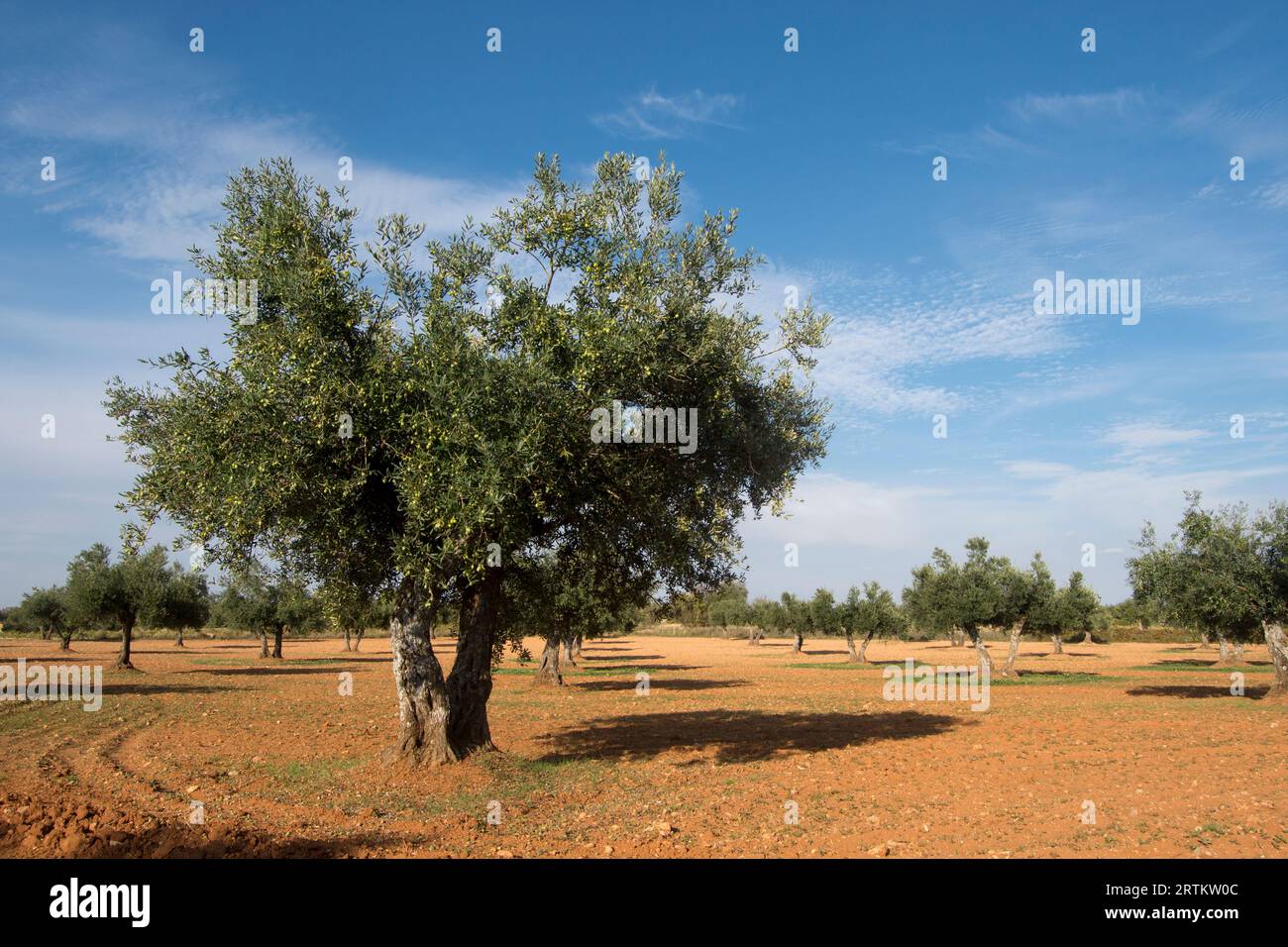 Spanish olive grove with centuries-old olive trees, source of extra virgin olive oil Stock Photo