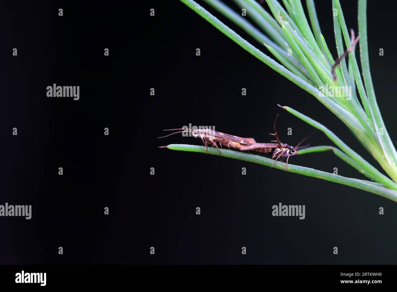 Limb lifting moth hi-res stock photography and images - Alamy