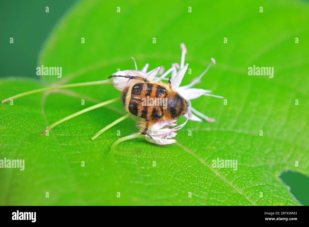 Coleoptera Chrysomelidae insects, North China Stock Photo - Alamy