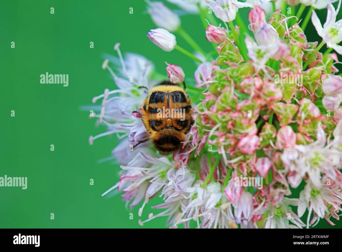 Coleoptera Chrysomelidae insects, North China Stock Photo - Alamy