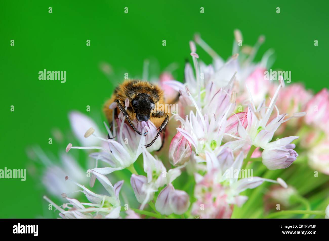 Coleoptera Chrysomelidae insects, North China Stock Photo - Alamy