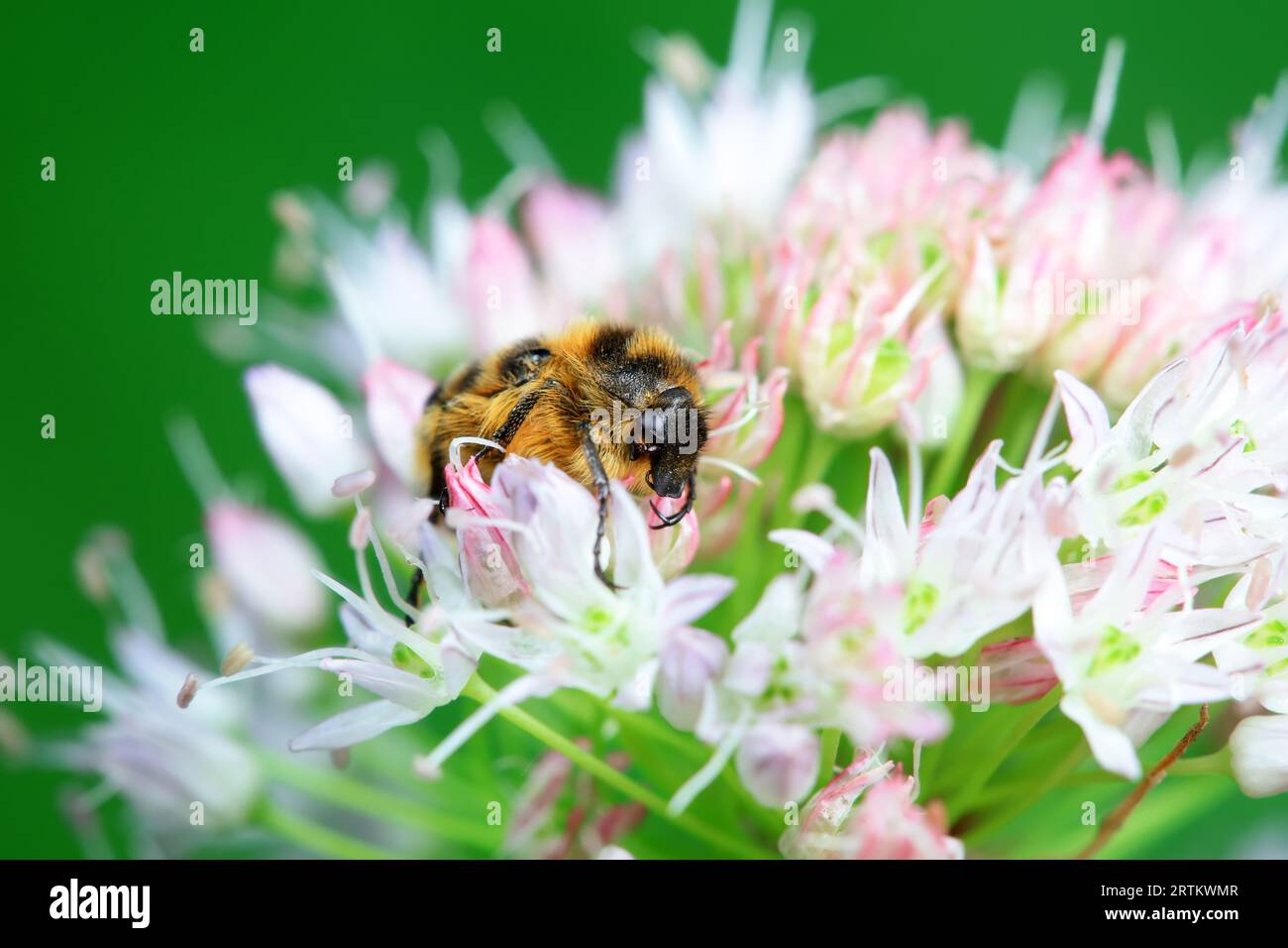 Coleoptera Chrysomelidae insects, North China Stock Photo - Alamy