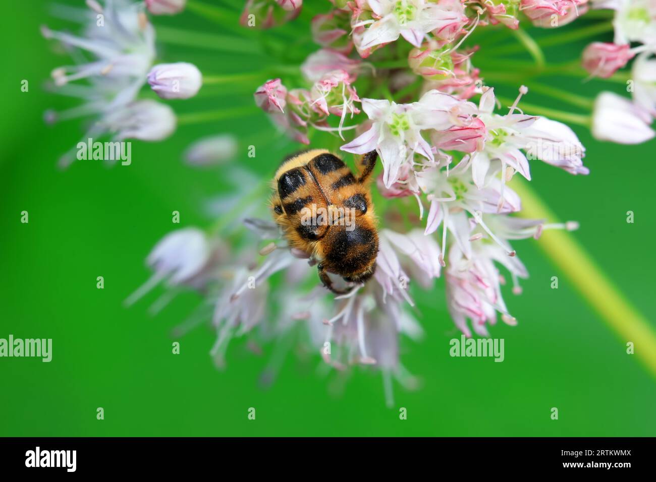 Coleoptera Chrysomelidae insects, North China Stock Photo - Alamy
