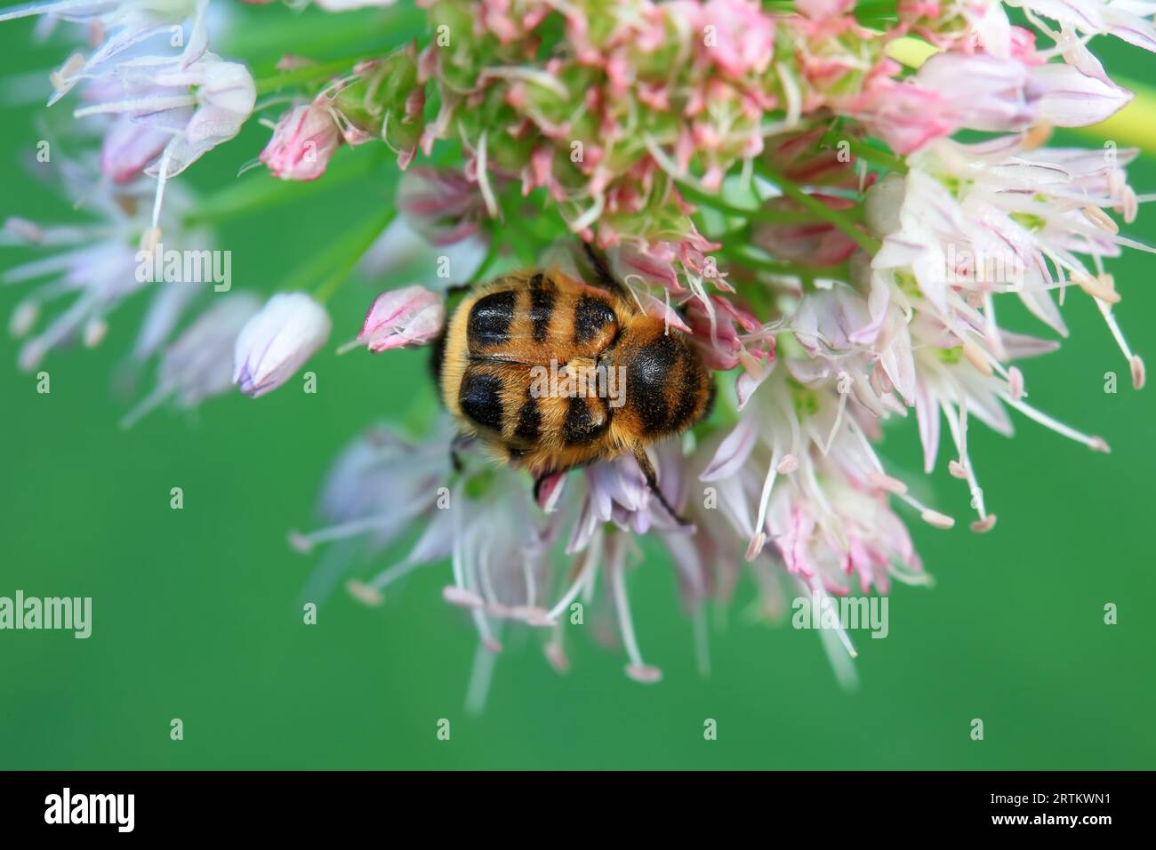 Coleoptera Chrysomelidae insects, North China Stock Photo - Alamy