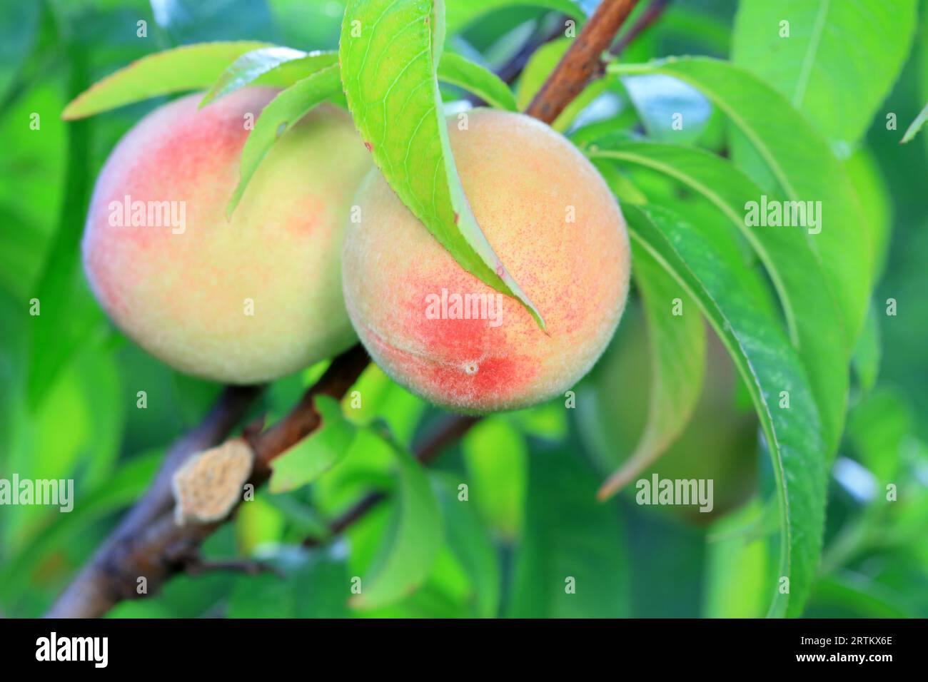 Ripe beautiful peaches close hi-res stock photography and images - Alamy