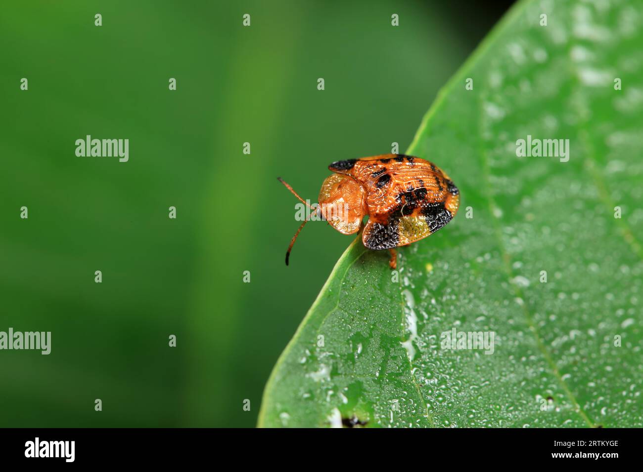 Hispidae family insect crawl on plants, North China Stock Photo - Alamy