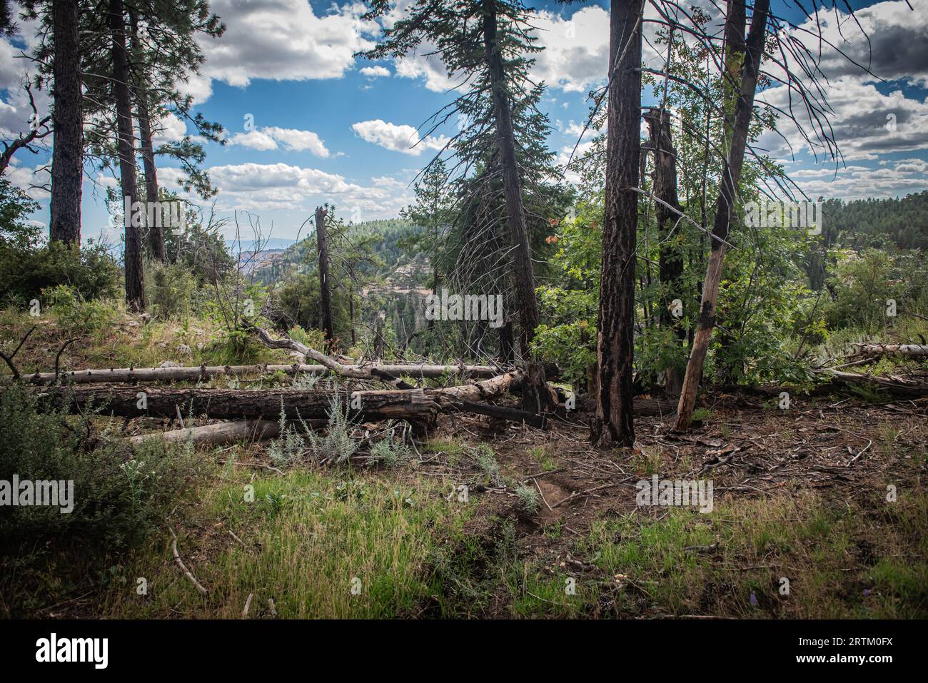 Pine trees in the forest Stock Photo - Alamy