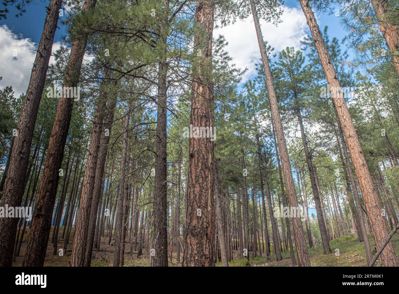 Pine trees in the forest Stock Photo - Alamy