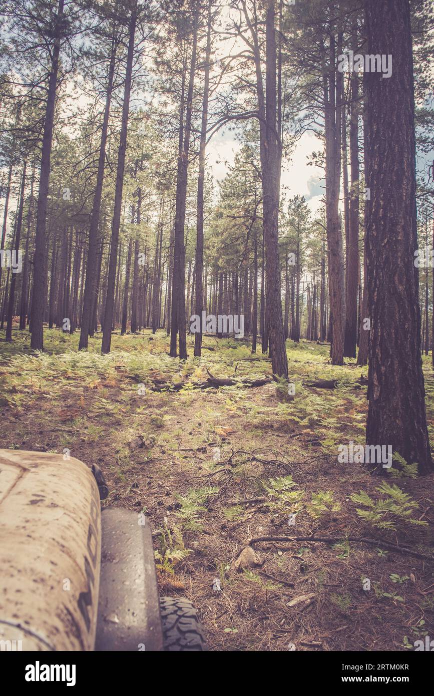 Pine trees in the forest Stock Photo - Alamy