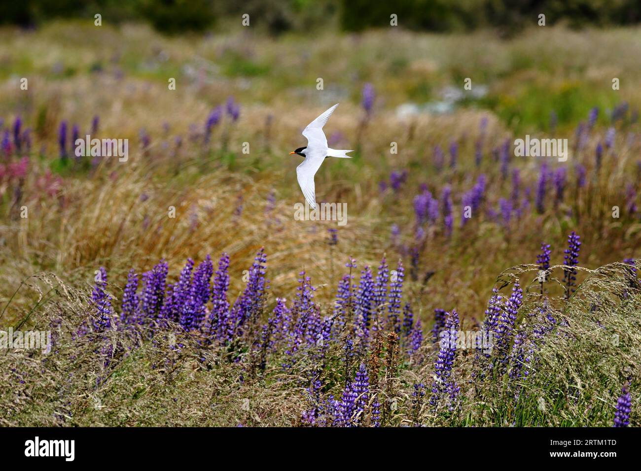 A Black-fronted tern (Chlidonias albostriatus) is flying over Lake Tekapo against a Background of Lupins. Breeding plumage. Endemic to New Zealand Stock Photo