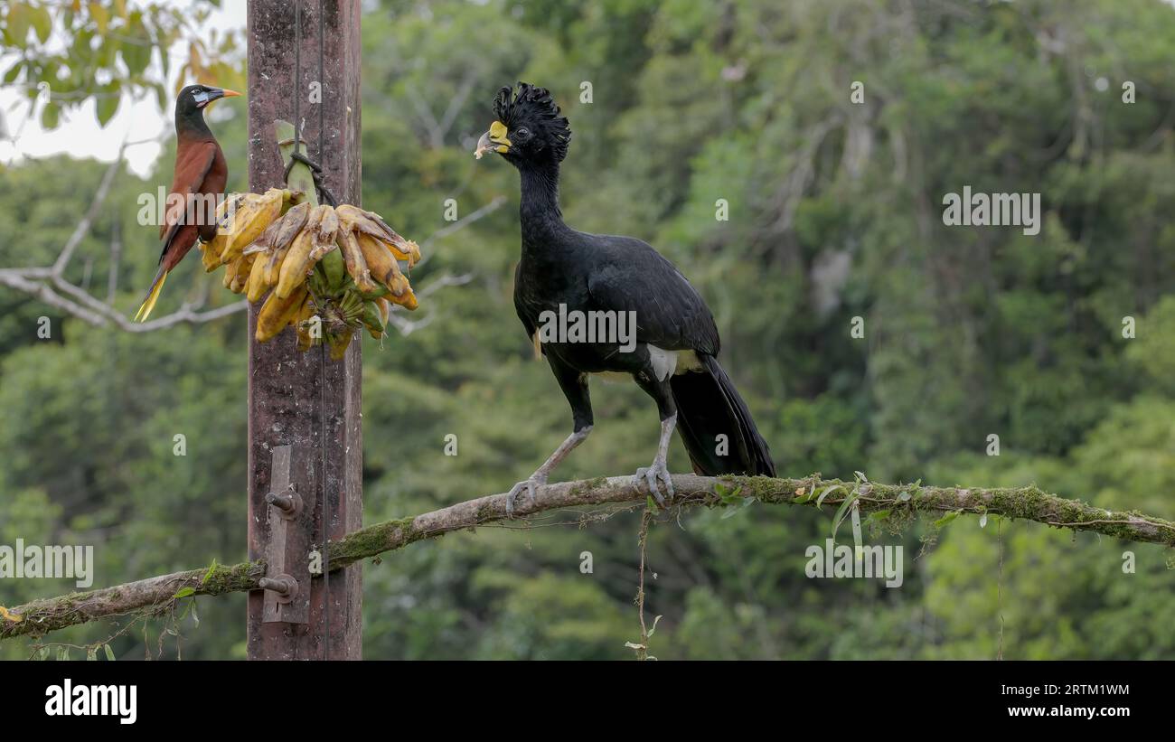 a male great curassow bird and a montezuma oropendola feed on a bunch
