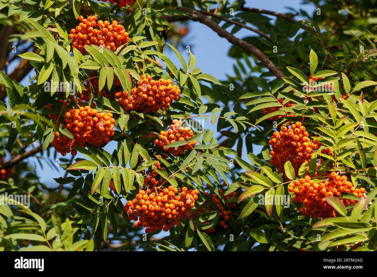 Bunches of rowan berries against the background of branches and blue sky Stock Photo