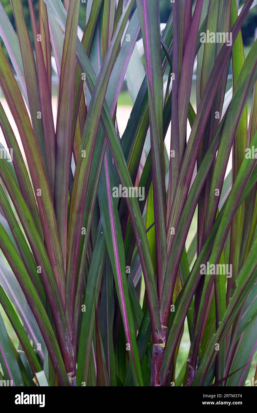 A close-up of giant Napier King grass, a perennial tropical grass native to African grasslands. It's also known as elephant grass or Uganda grass and Stock Photo