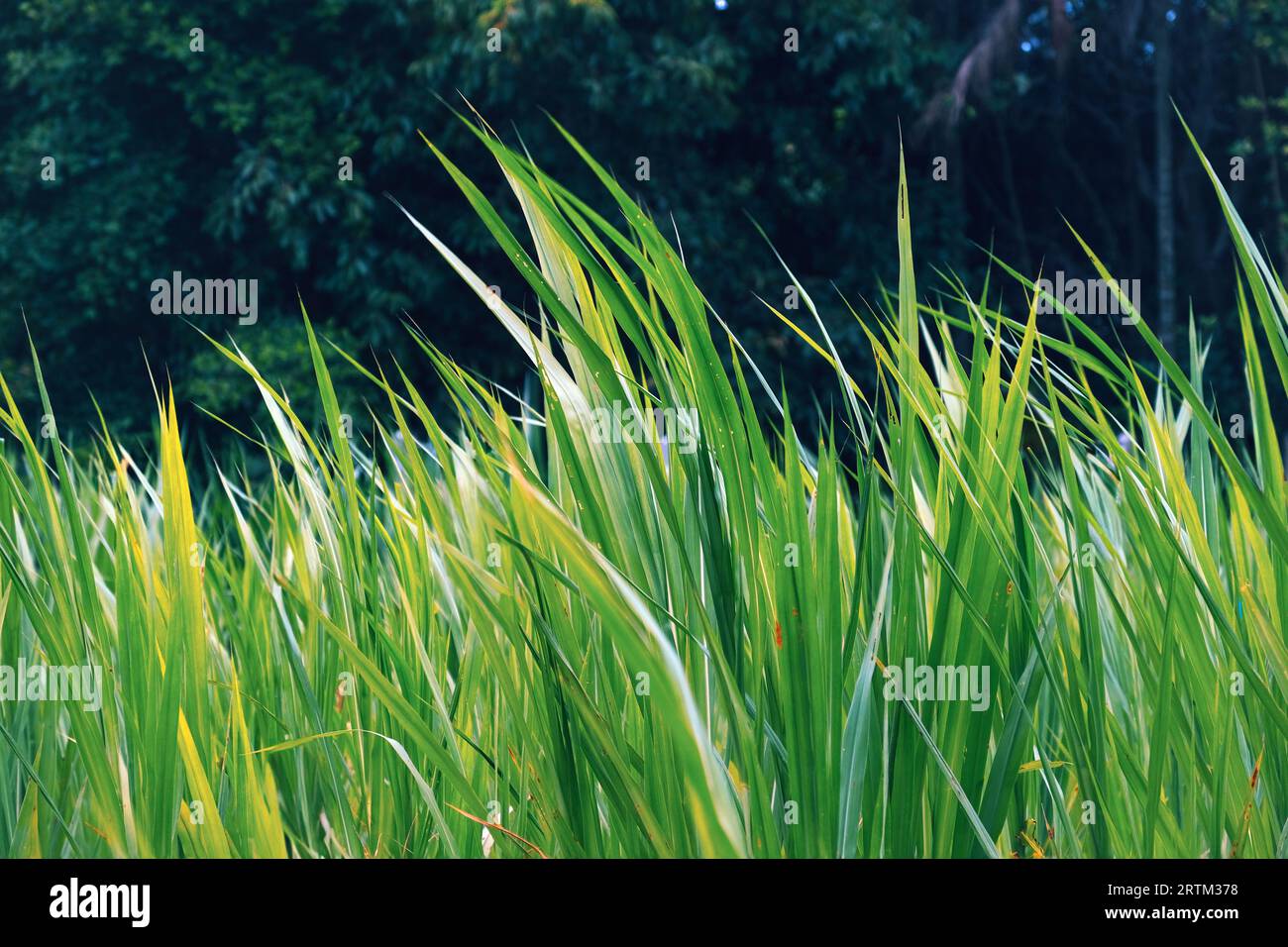 Giant Napier King grass is a perennial tropical grass that is native to African grasslands. It is commonly referred to as elephant grass or Uganda gra Stock Photo