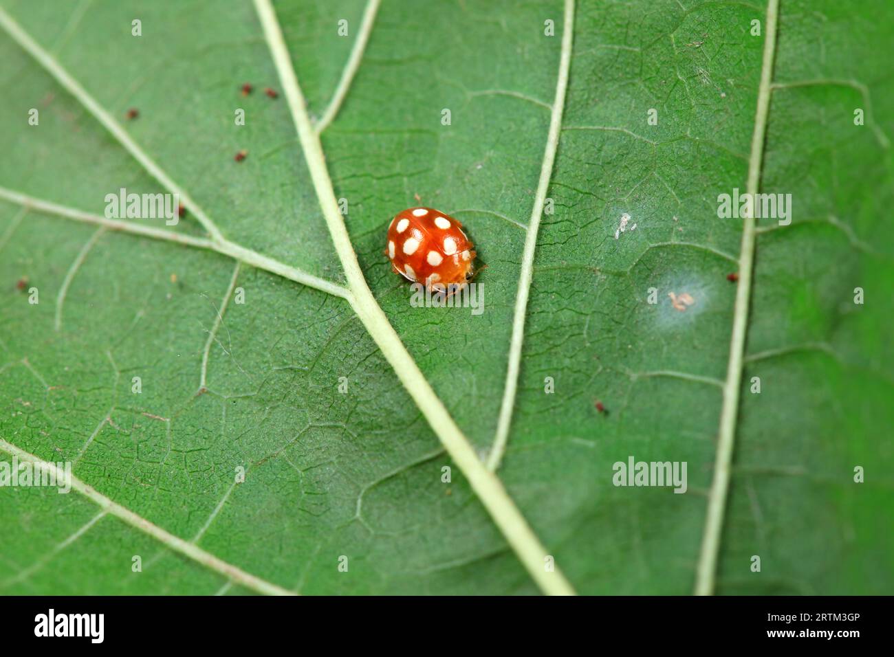 Ladybugs on wild plants, North China Stock Photo - Alamy