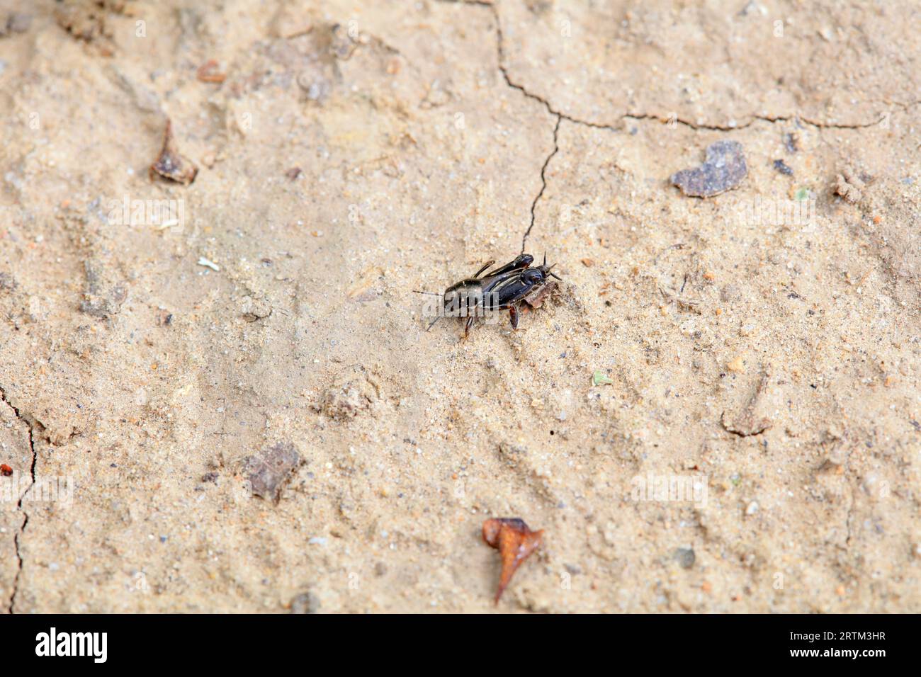 pygmy sand cricket in the wild, North China Stock Photo - Alamy