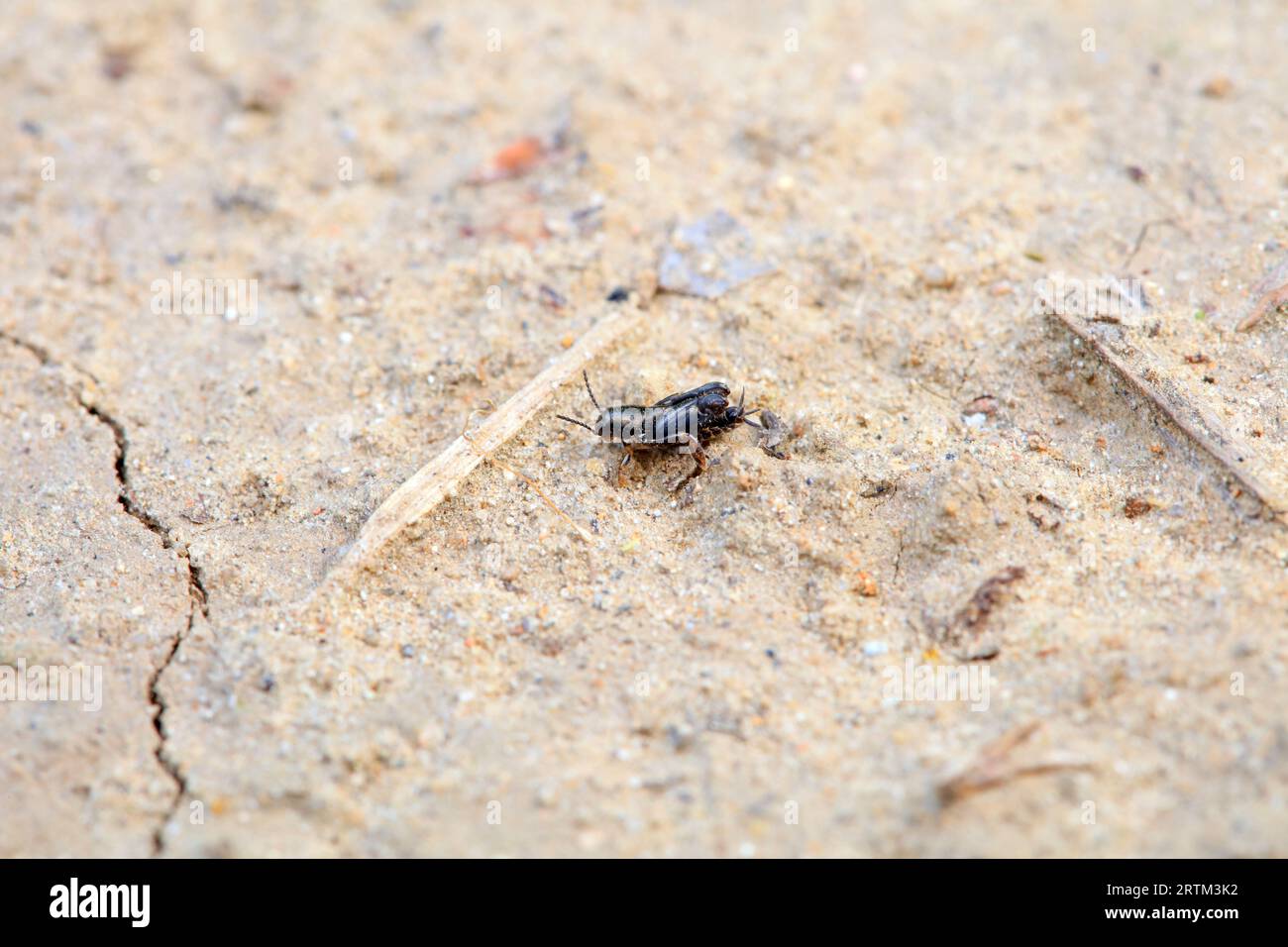 pygmy sand cricket in the wild, North China Stock Photo - Alamy