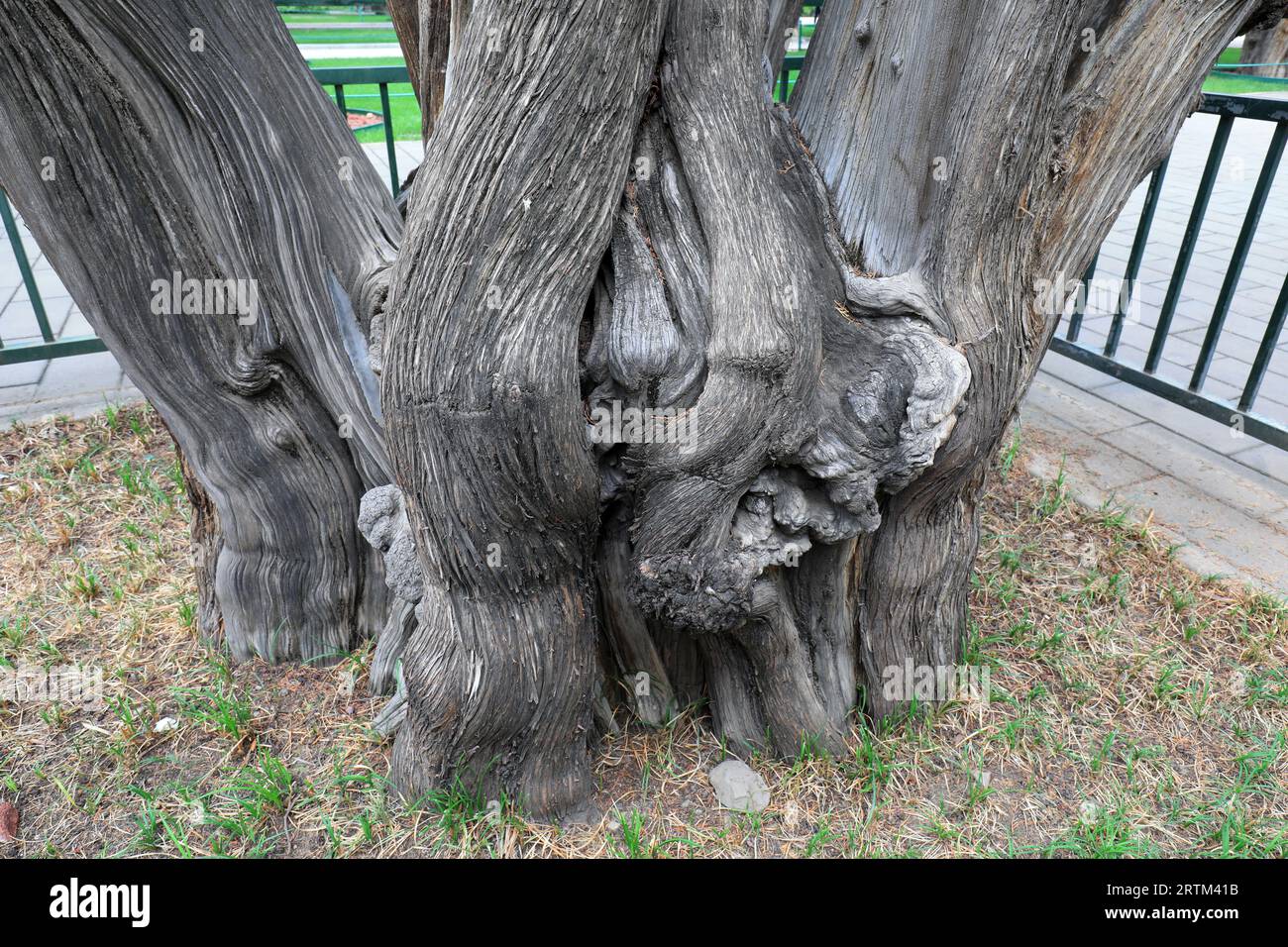 Trunk texture structure of Platycladus orientalis Stock Photo