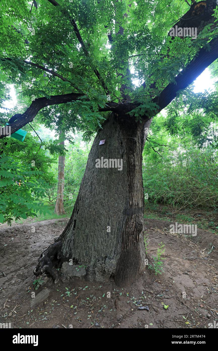 The ancient Sophora japonica is in the park, Beijing Stock Photo