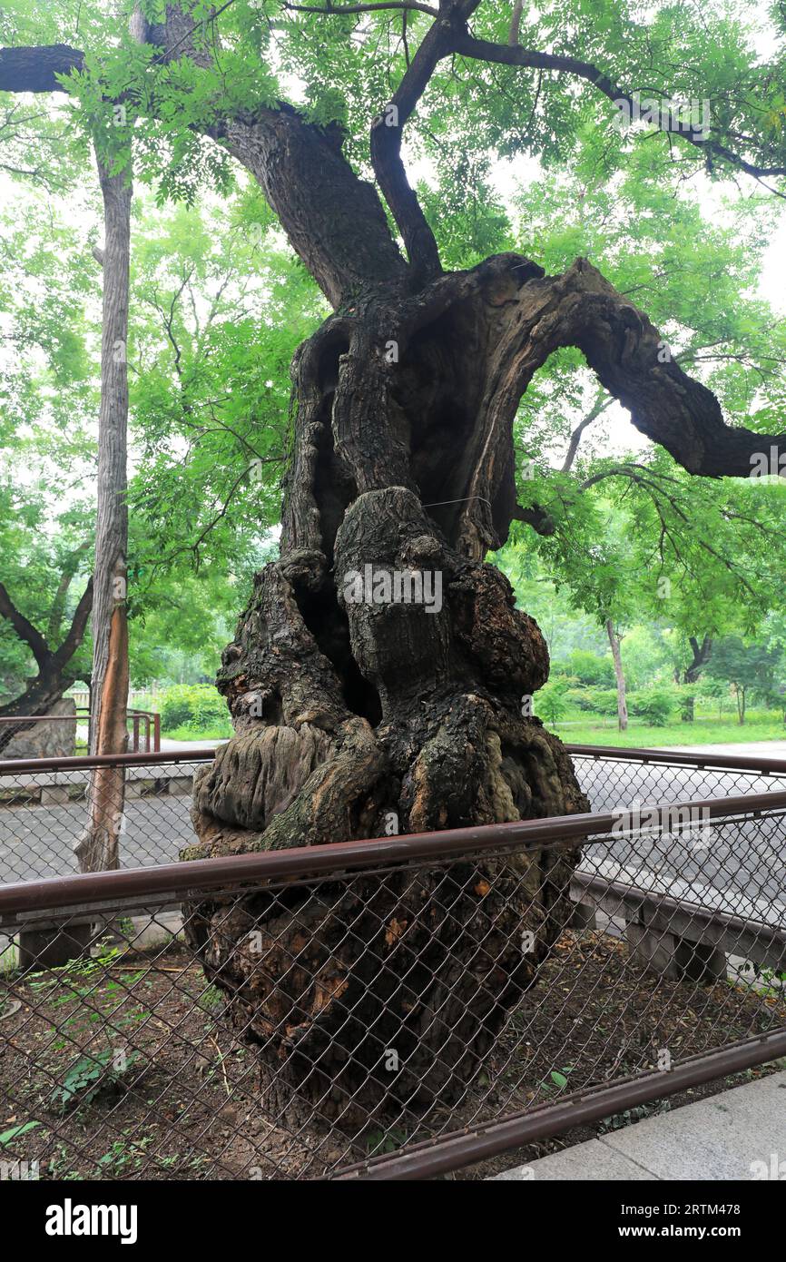 The ancient Sophora japonica is in the park, Beijing Stock Photo