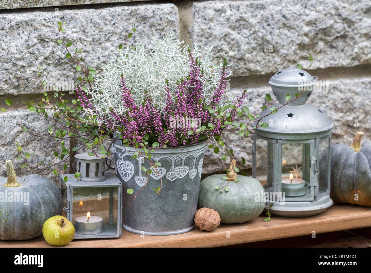autumn garden arrangement with heather flower, cushion bush and muehlenbeckia in zinc pot, pumpkins and vintage lanterns Stock Photo