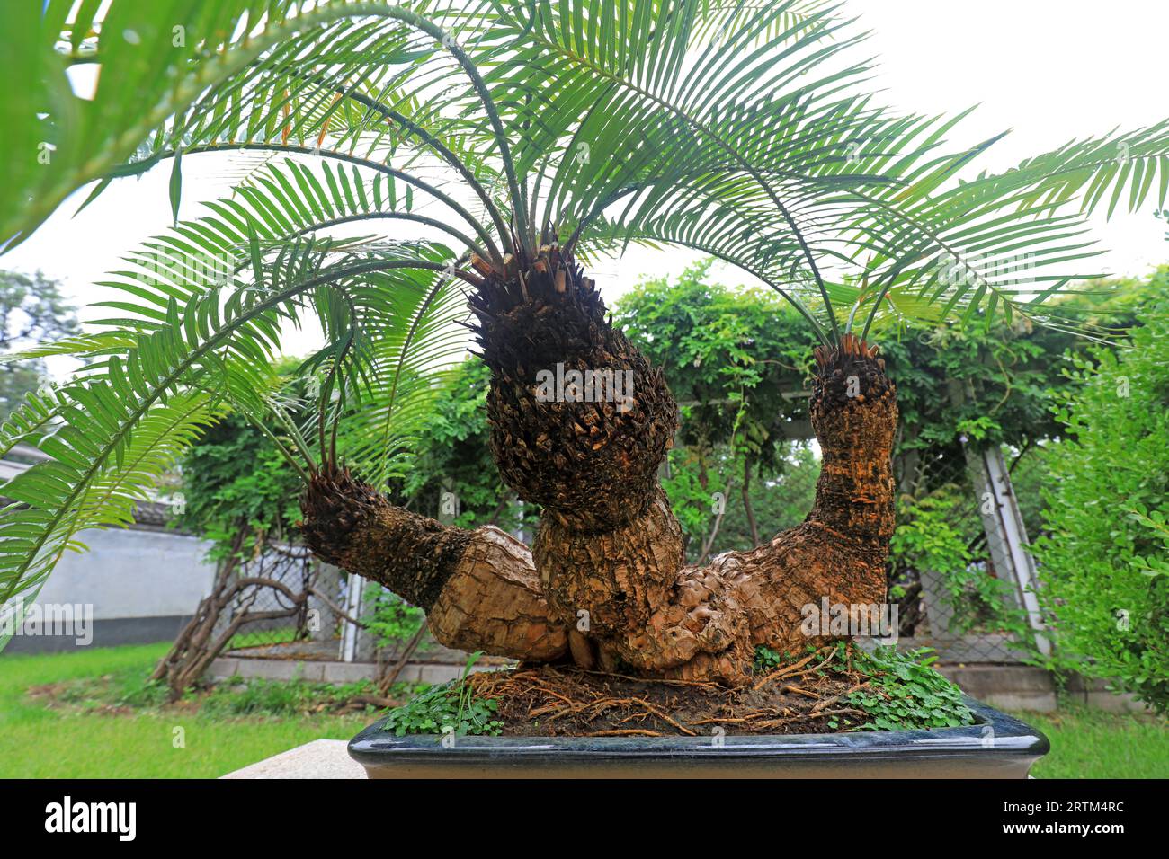 Cycas bonsai in Beijing Botanical Garden Stock Photo - Alamy