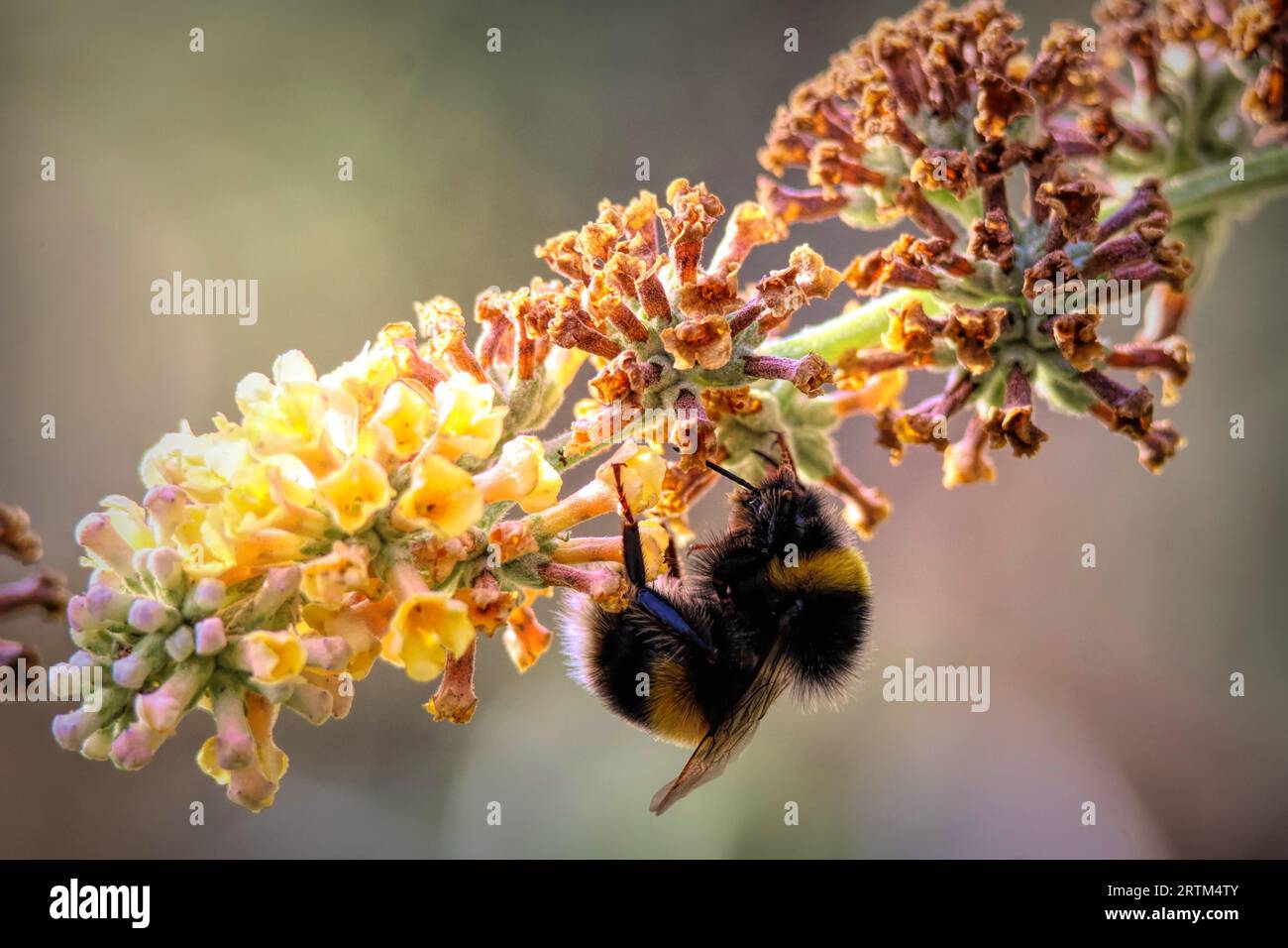 A close-up image of a bee resting peacefully on a flower Stock Photo