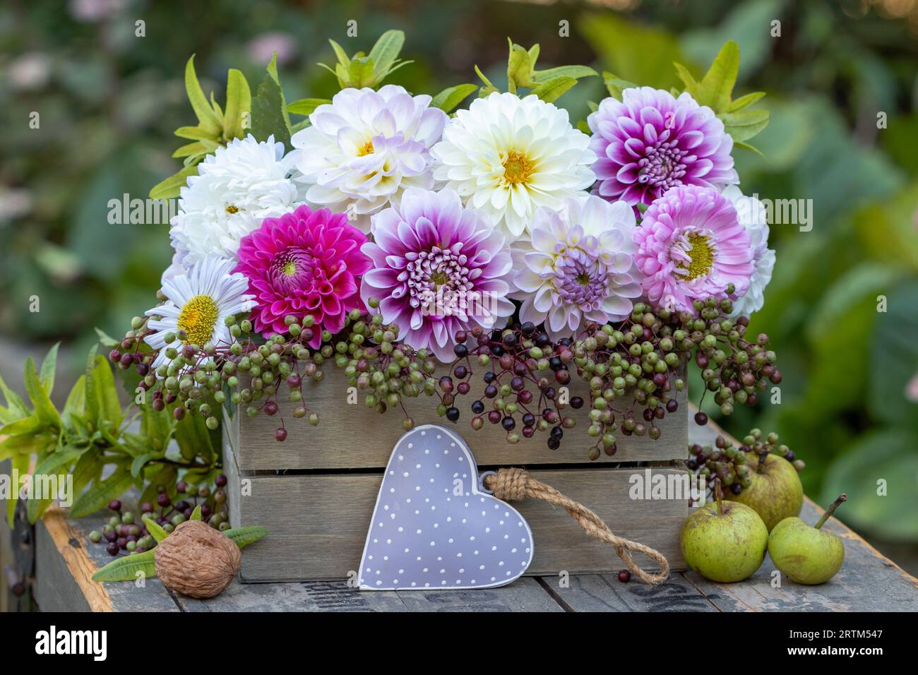 flowers arrangement with pink and white dahlias, asters and elder berries in wooden box Stock Photo