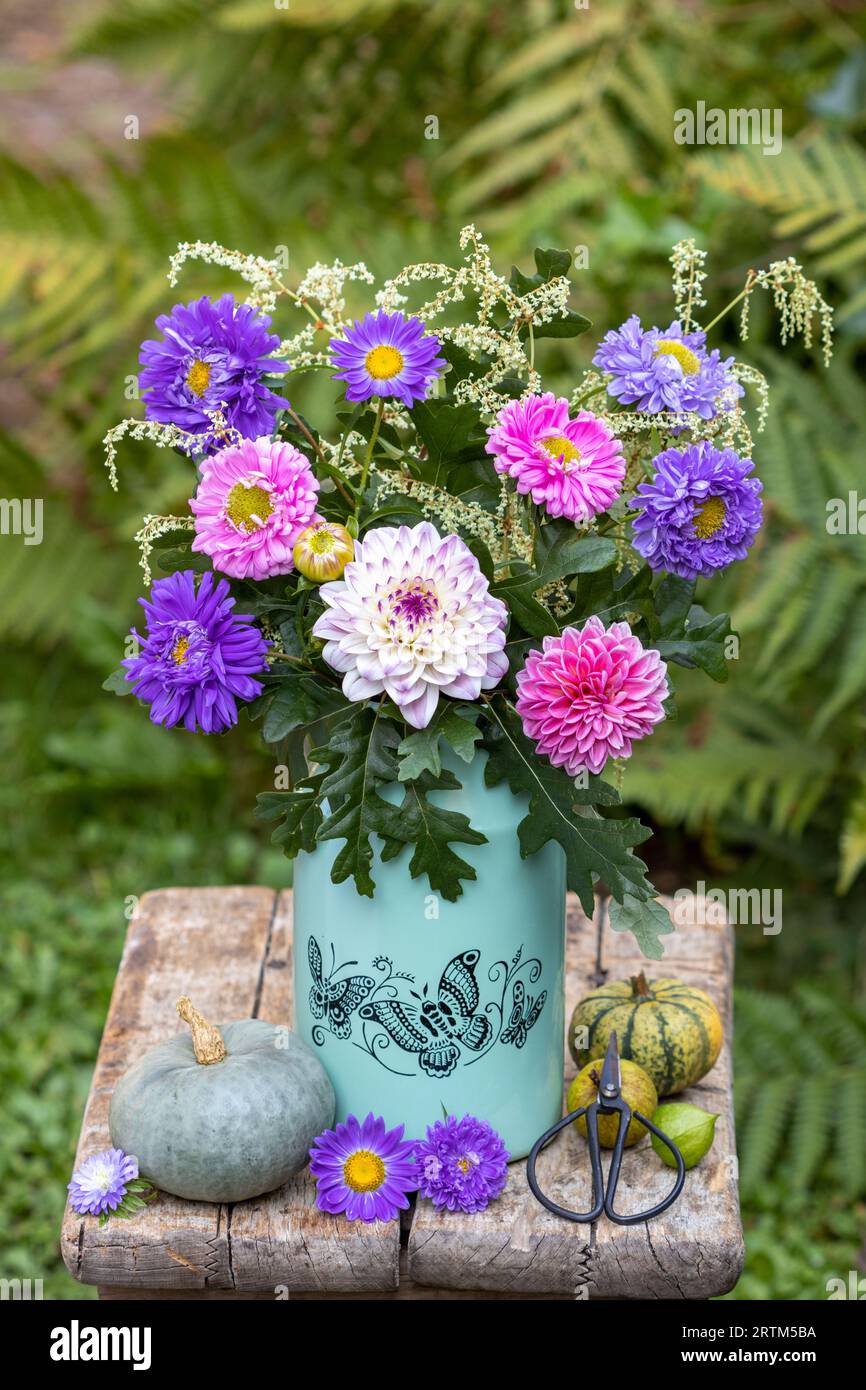 bouquet of pink and purple dahlias and asters and oak branches in vintage milk can Stock Photo