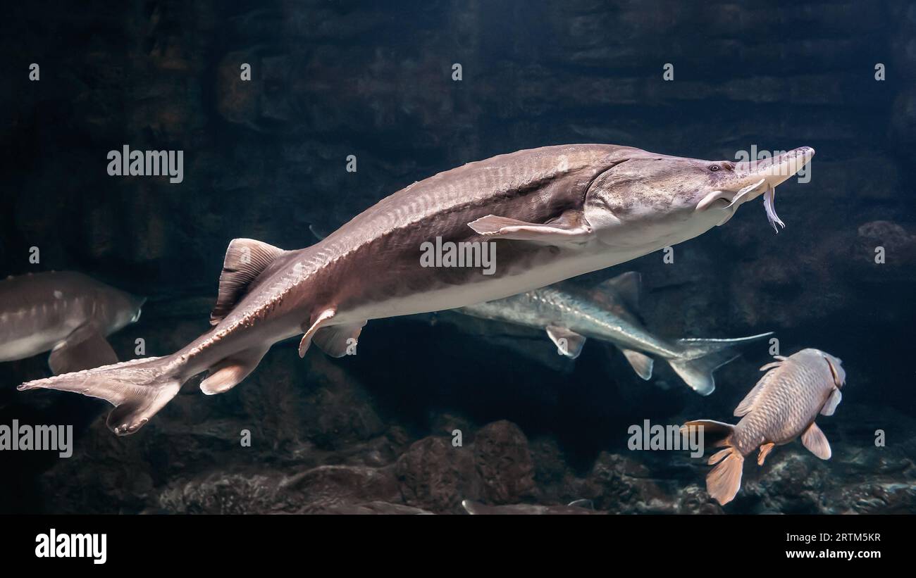 Large freshwater fish Kaluga close-up, genus Beluga, sturgeon family