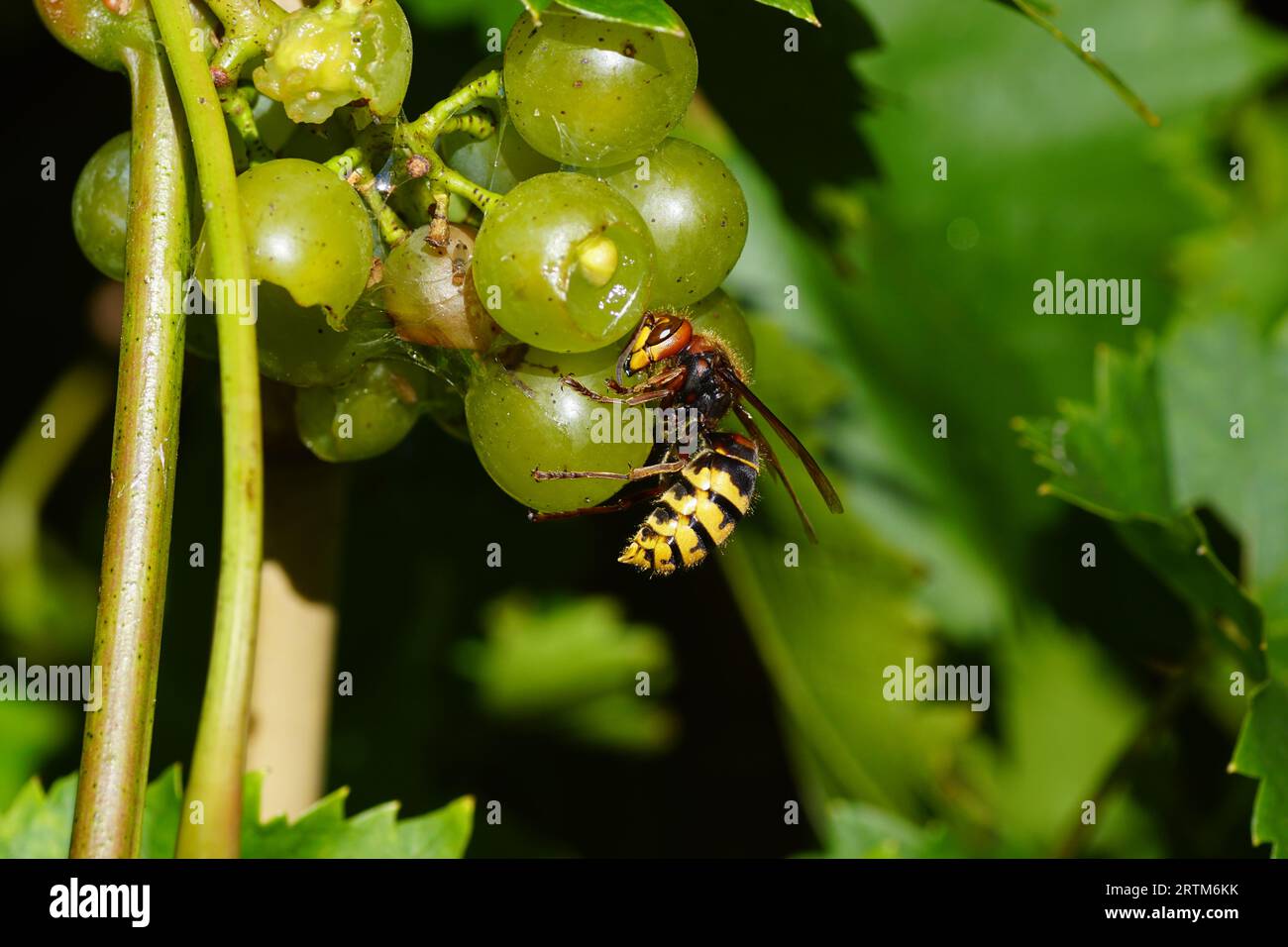 European hornet (Vespa crabro) of the family Vespidae eating green grapes. Dutch garden. Late summer, September. Netherlands Stock Photo