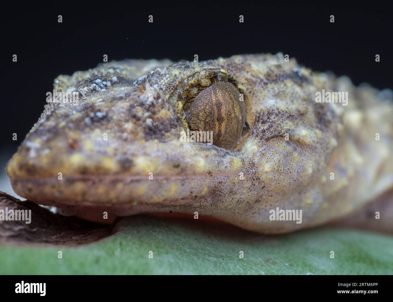 Common house lizard hires stock photography and images Alamy